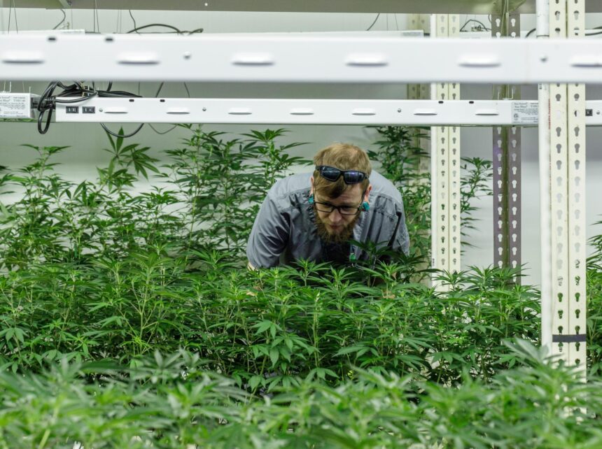 Cannabis Medical Adult Use Intelligents E T V 